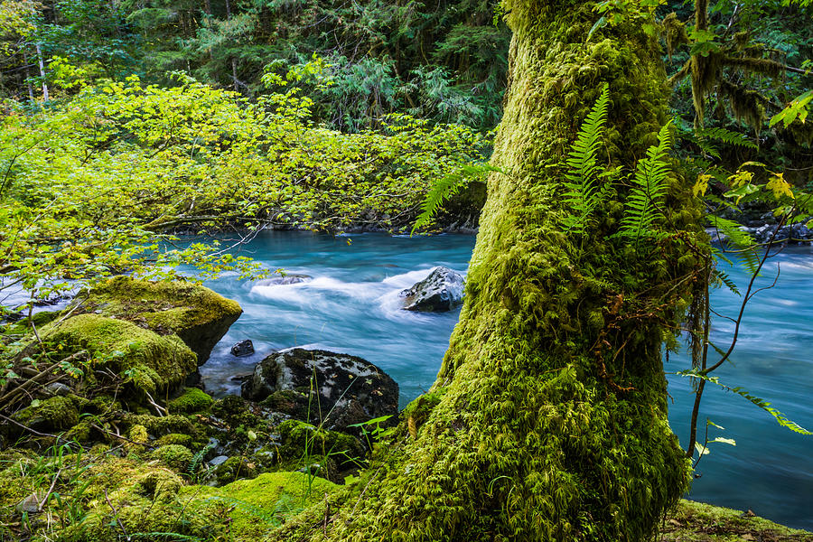 Horseshoe Bend Trail Along The Nooksack River Photograph by Priya Ghose