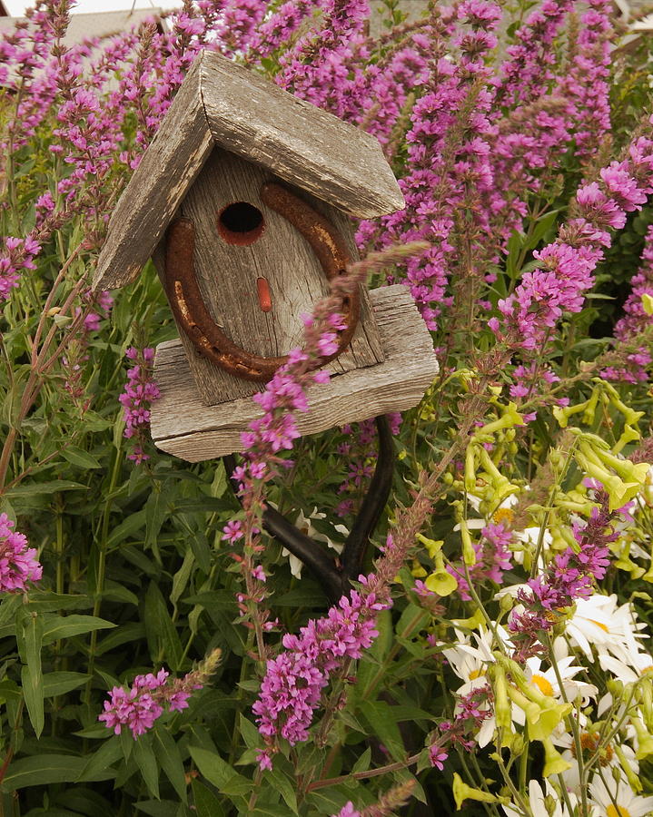 Horseshoe Bird House Photograph by Coby Cooper