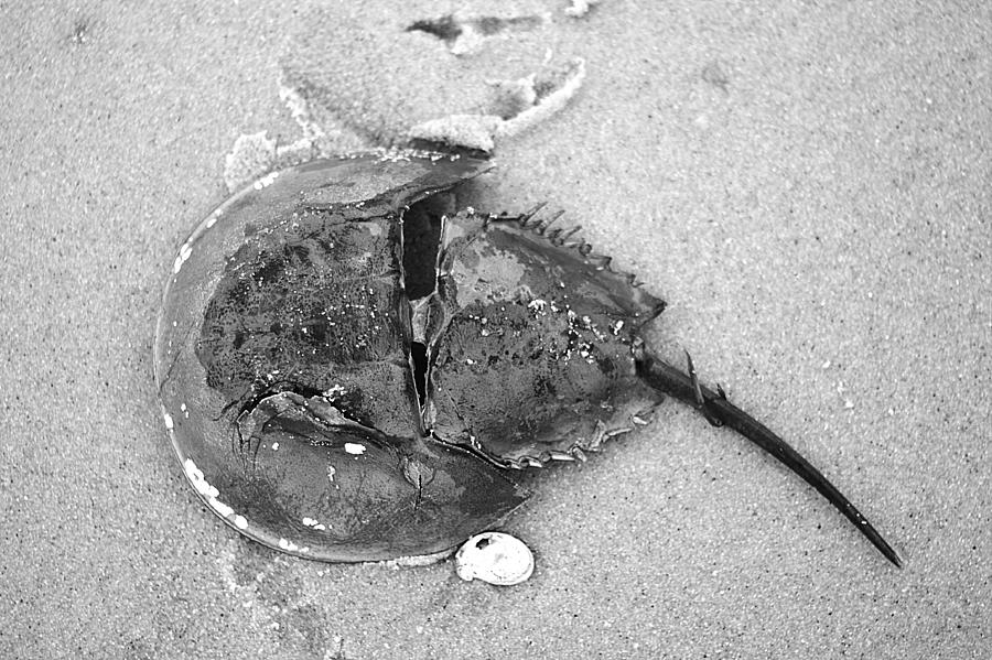 Beach Photograph - Horseshoe Crab At Red River Beach Cape Cod by Suzanne Powers