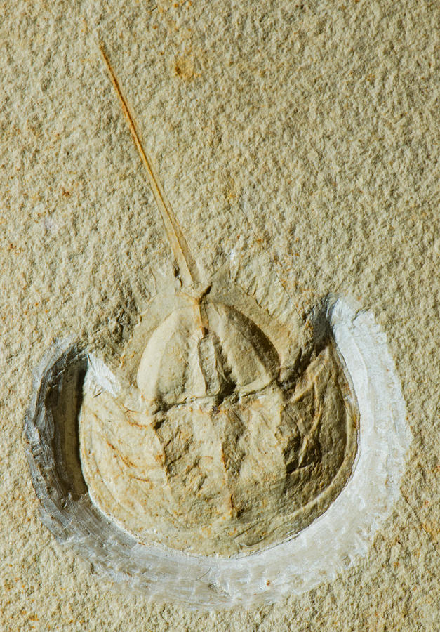 Horseshoe Crab Fossil Photograph by Millard H. Sharp