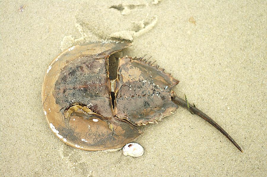 Horseshoe Crab on the Beach Photograph by Suzanne Powers
