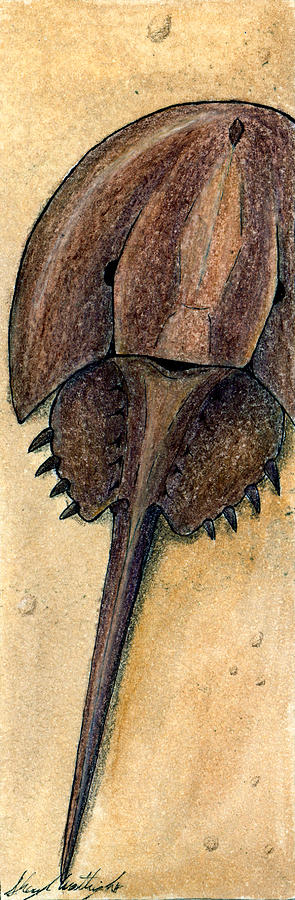 Prehistoric Drawing - Horseshoe Crab by Sheryl Westleigh