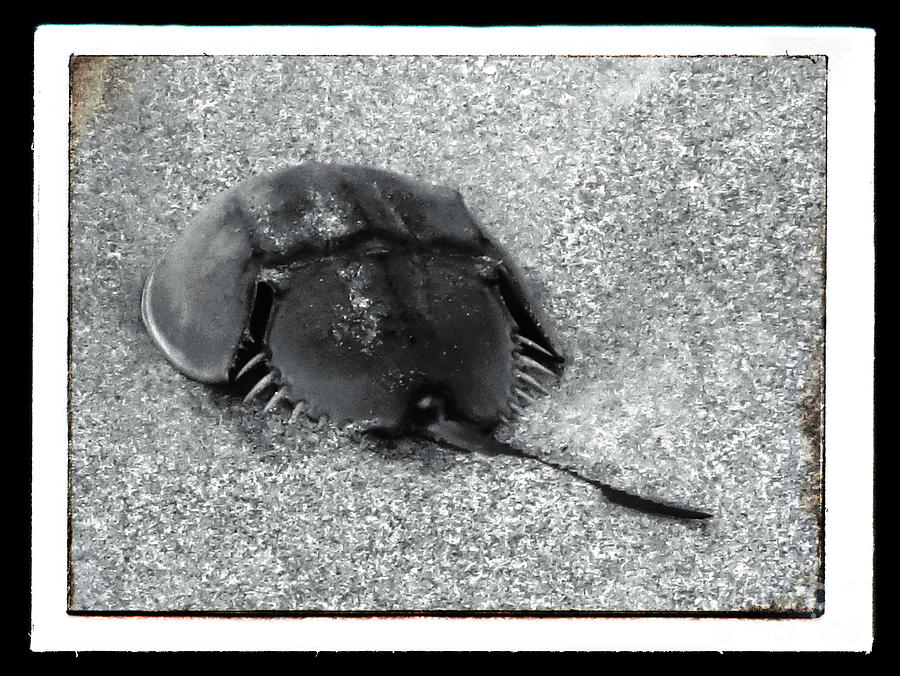 Horseshoe Crab with Black Border Photograph by Patricia Januszkiewicz