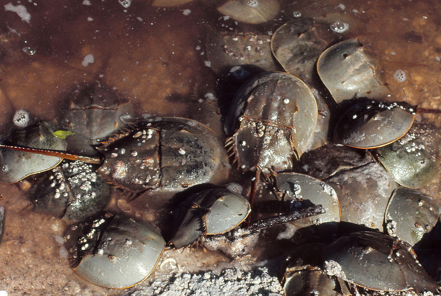 Horseshoe Crabs Spawning Photograph by Harry Rogers