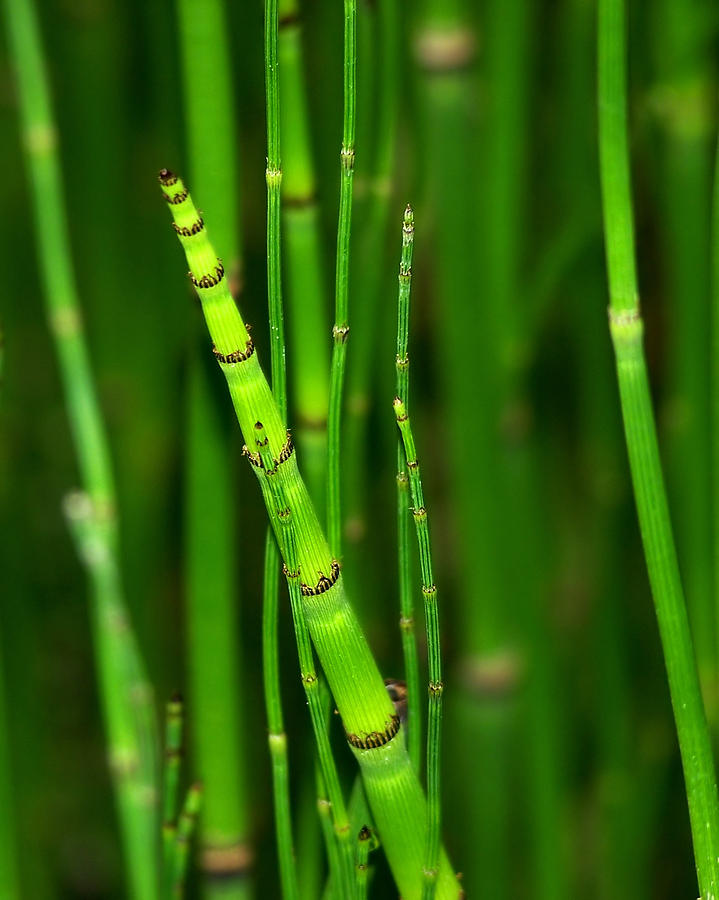 Horsetail Bamboo Photograph by Diana Child - Fine Art America