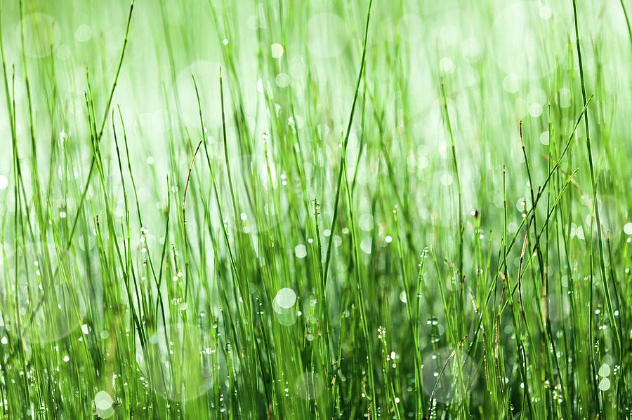 Horsetail Equisetum Sp Plant Photograph by Wladimir Bulgar/science ...