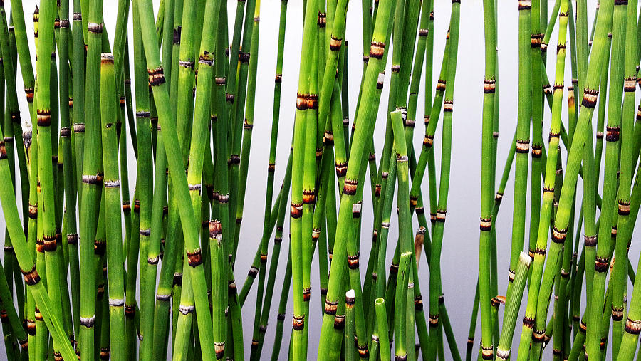 Horsetail Plant Photograph - Horsetail by Guillermo Rodriguez