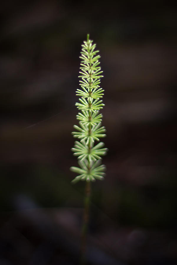 Horsetail Photograph by Jakub Sisak Horsetail Photograph by Jakub Sisak