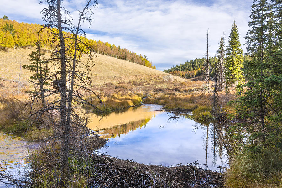 Landscape Photograph - Horsethief Creek Beaver Pond - Cripple Creek Colorado by Brian Harig