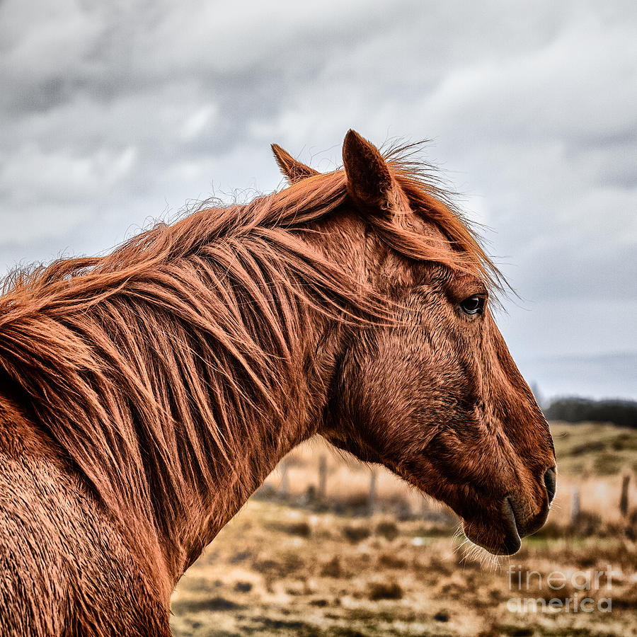 Horse Photograph - Horsey horsey by John Farnan