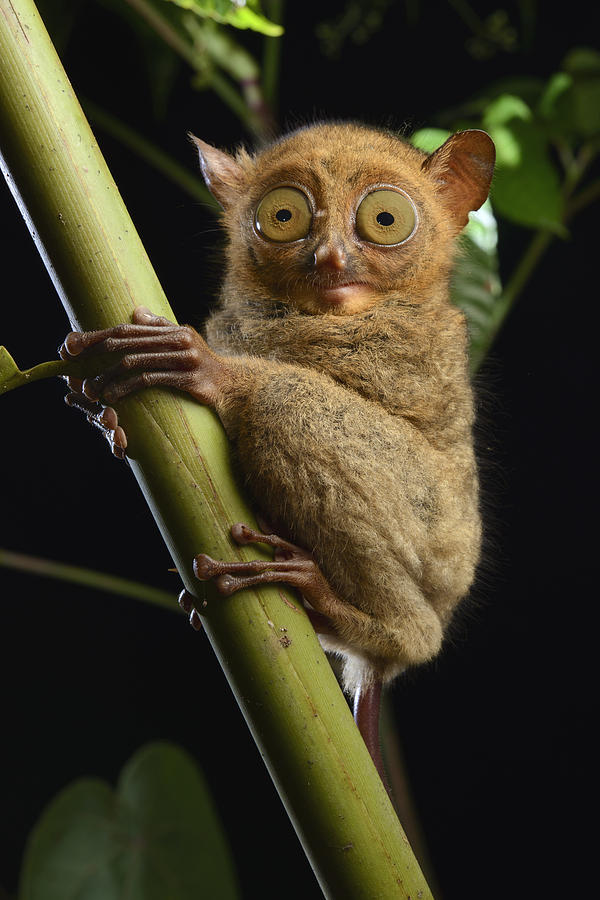 Horsfields Tarsier Kuching Malaysia Photograph by Chien Lee