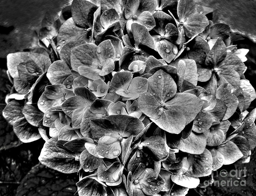 Hortensia In Black And White Photograph by Nina Ficur Feenan