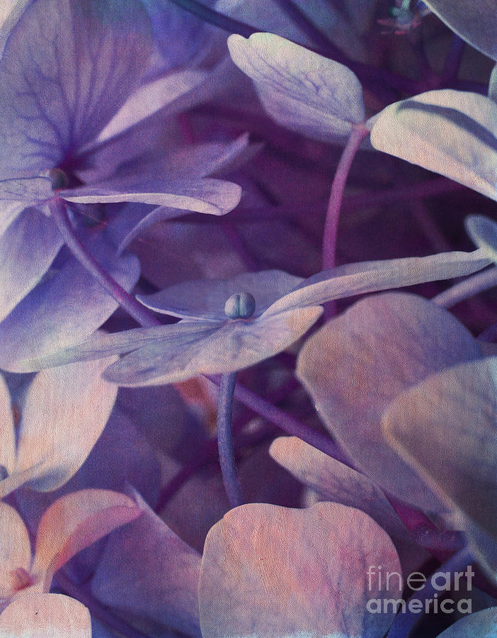 Blue Hydrangea Photograph - Hortensia in Blues by Irina Wardas