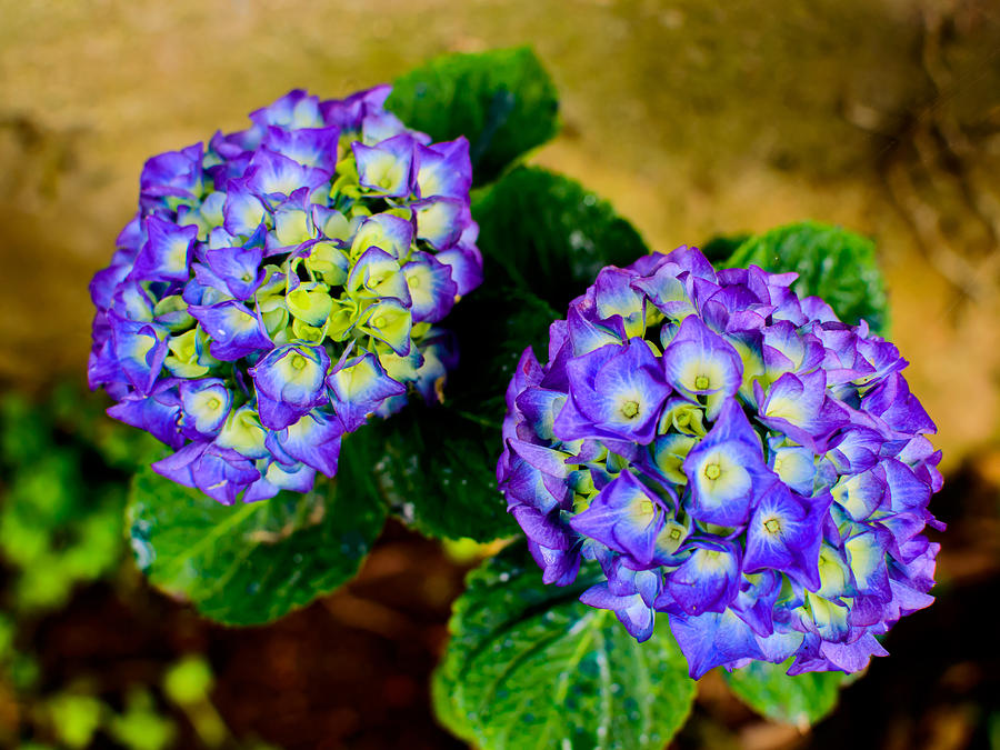 Nature Photograph - Hortensia by Marco Oliveira