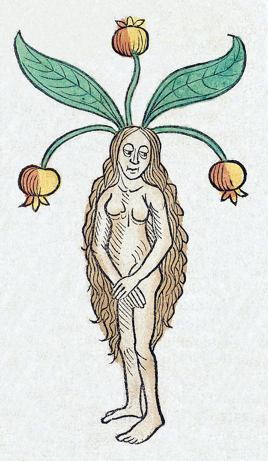 Hortus Sanitatis, Female Mandrake, 1547 Photograph by Wellcome Images