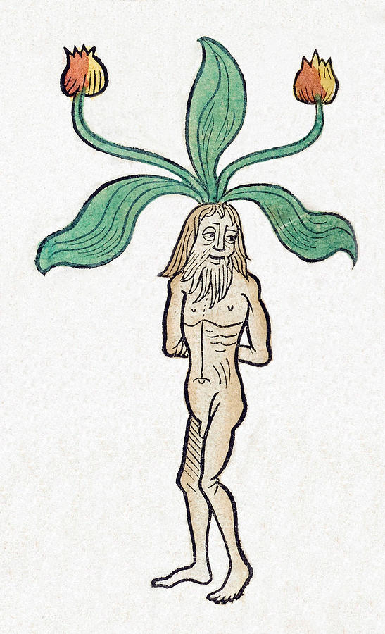 Mandrake Plant Stylized Baby Mandragora Magic Herbology 