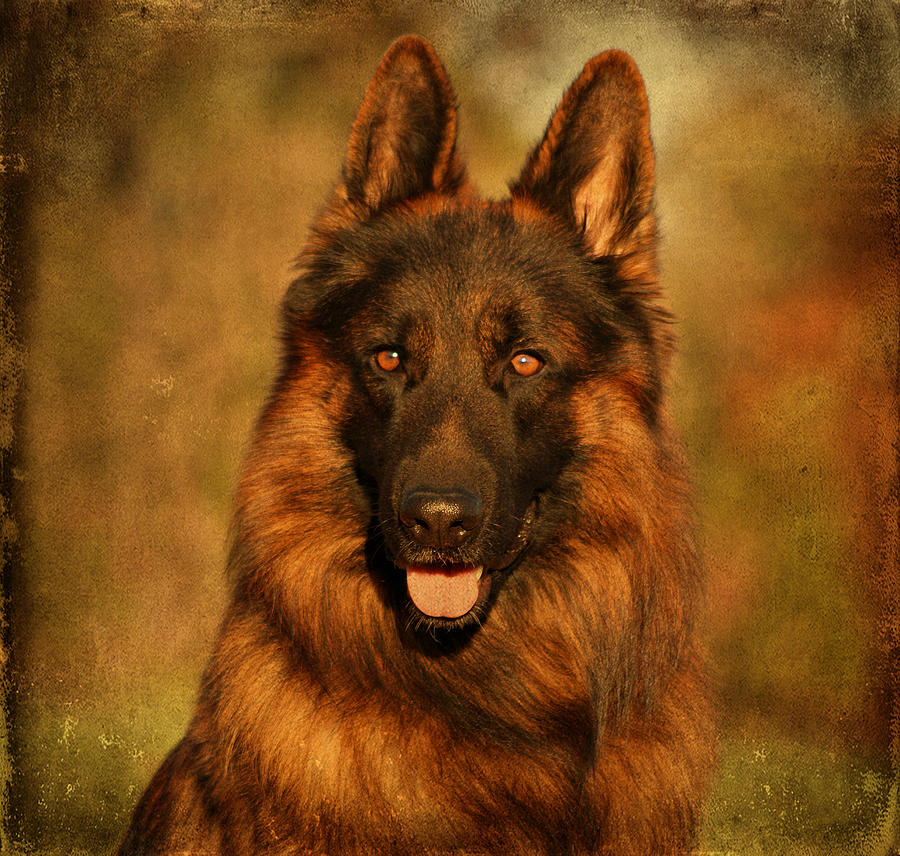 Hoss - German Shepherd Dog Photograph by Sandy Keeton