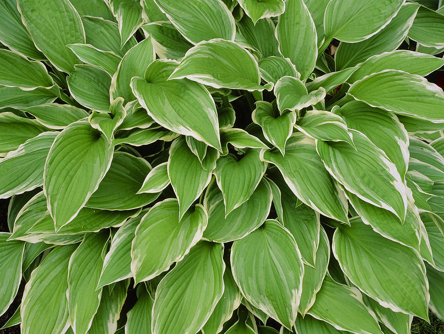 Hosta 'aureomarginata' (ventricosa) Photograph by Geoff Kidd/science ...