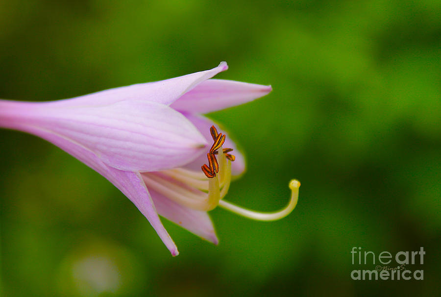 Nature Photograph - Hosta Bell Flower by Nina Silver