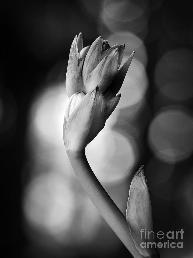 Hosta Bloom Peek in Black and White Photograph by Lee Craig