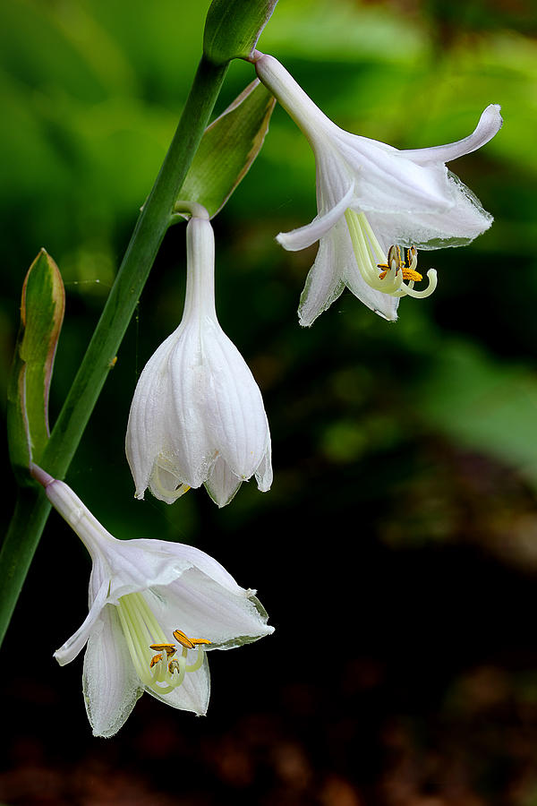 Hosta Blooms Photograph by Michael Eingle