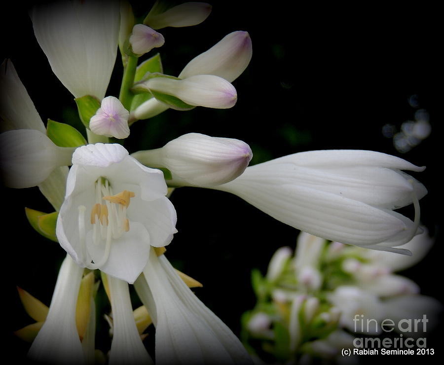 Flower Photograph - Hosta Blooms  by Rabiah Seminole