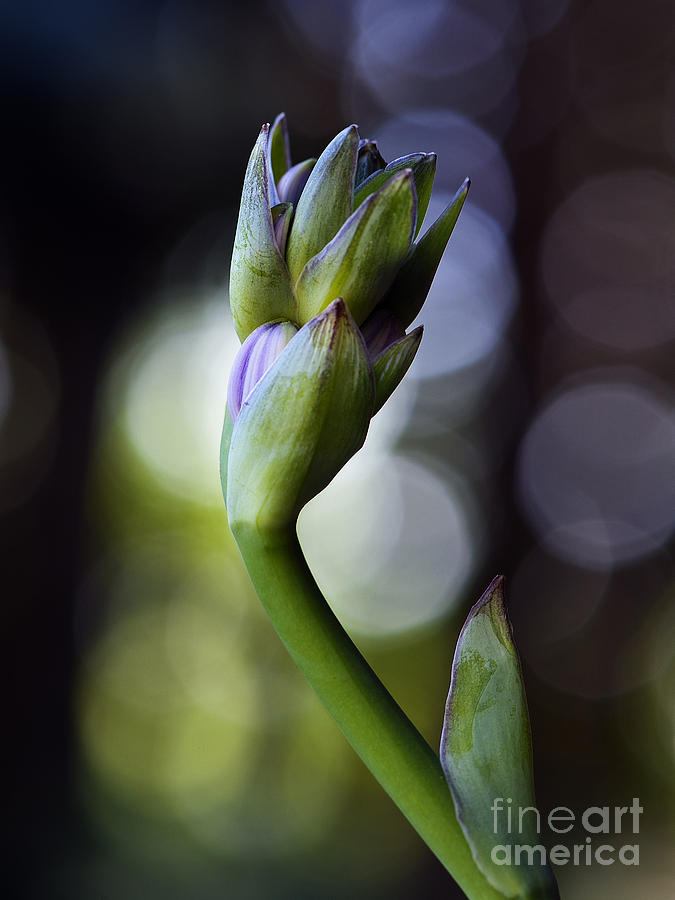 Flower Photograph - Hosta Bud Peek by Lee Craig