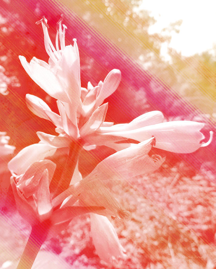 Hosta Flower Photograph by Shawna Rowe