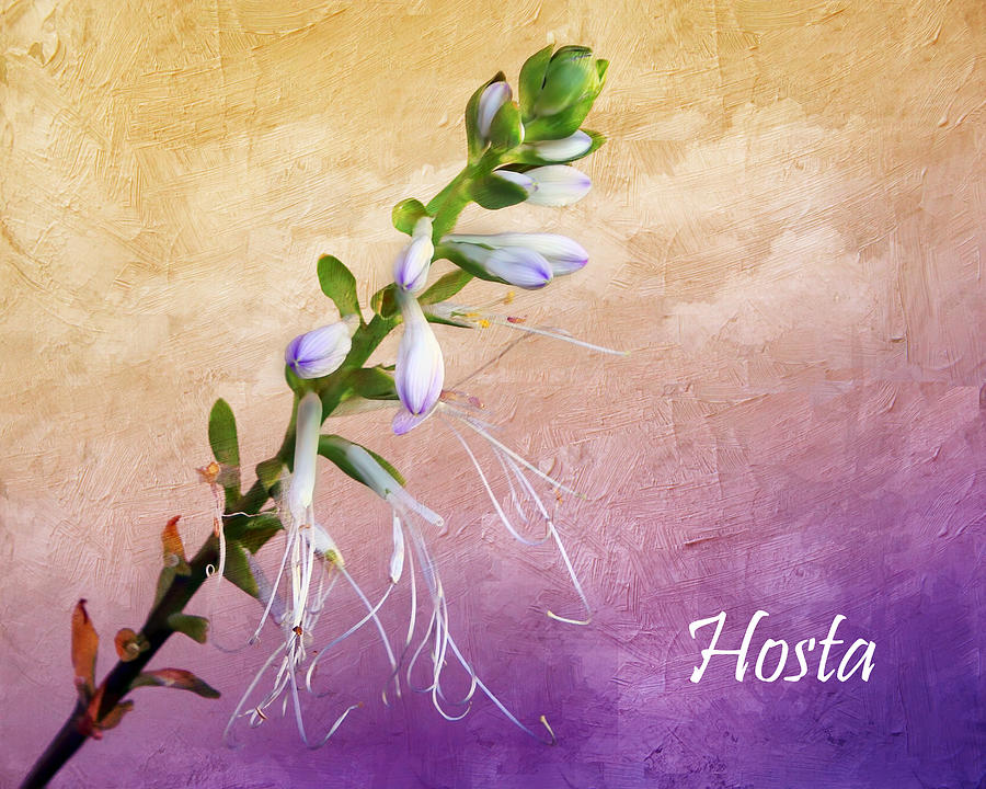Hosta Flowers #2 Photograph by Nikolyn McDonald