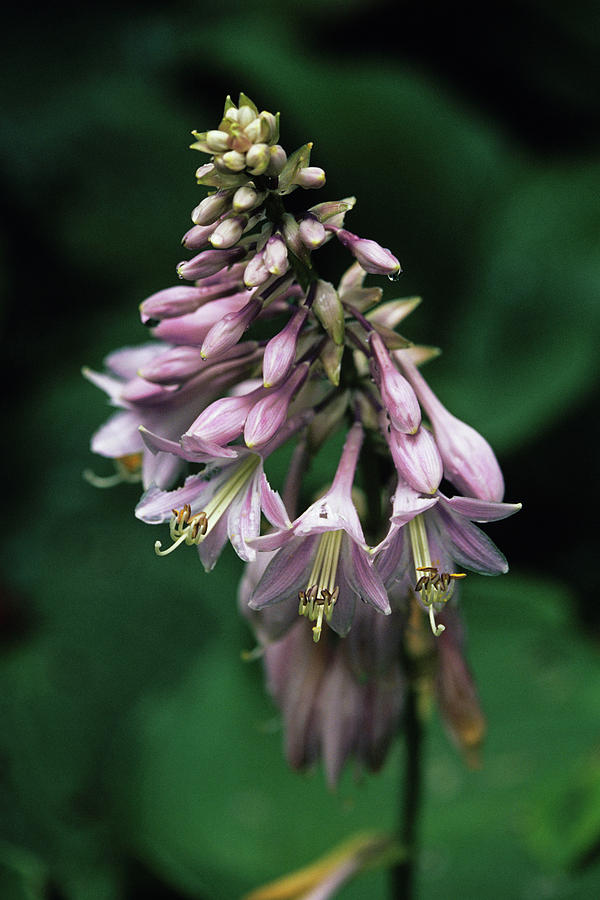 Hosta Flowers Photograph by Duncan Smith/science Photo Library