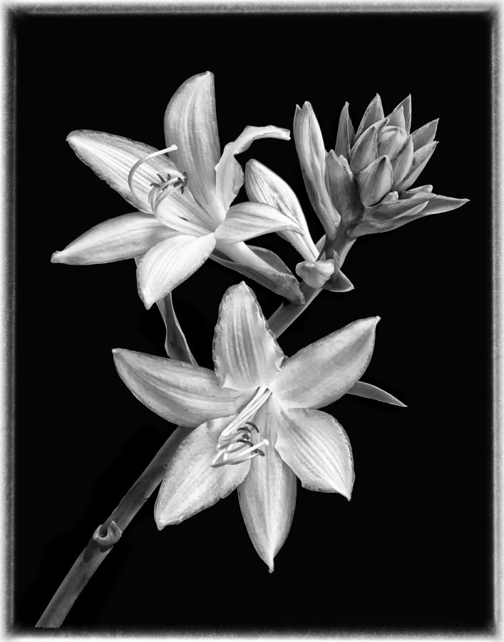 Hosta flowers in black and white Photograph by Carolyn Derstine