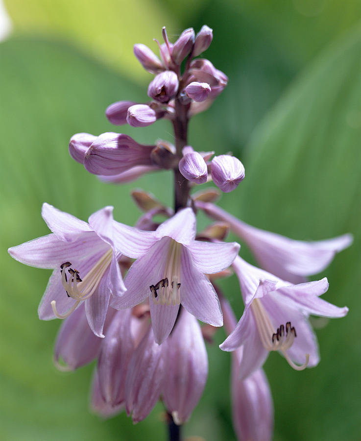 Flower Photograph - Hosta Flowers by Sheila Terry/science Photo Library