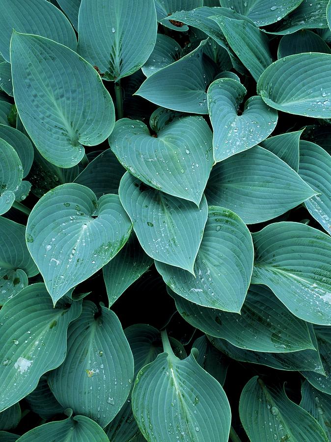 Lily Photograph - Hosta halcyon by Geoff Kidd/science Photo Library