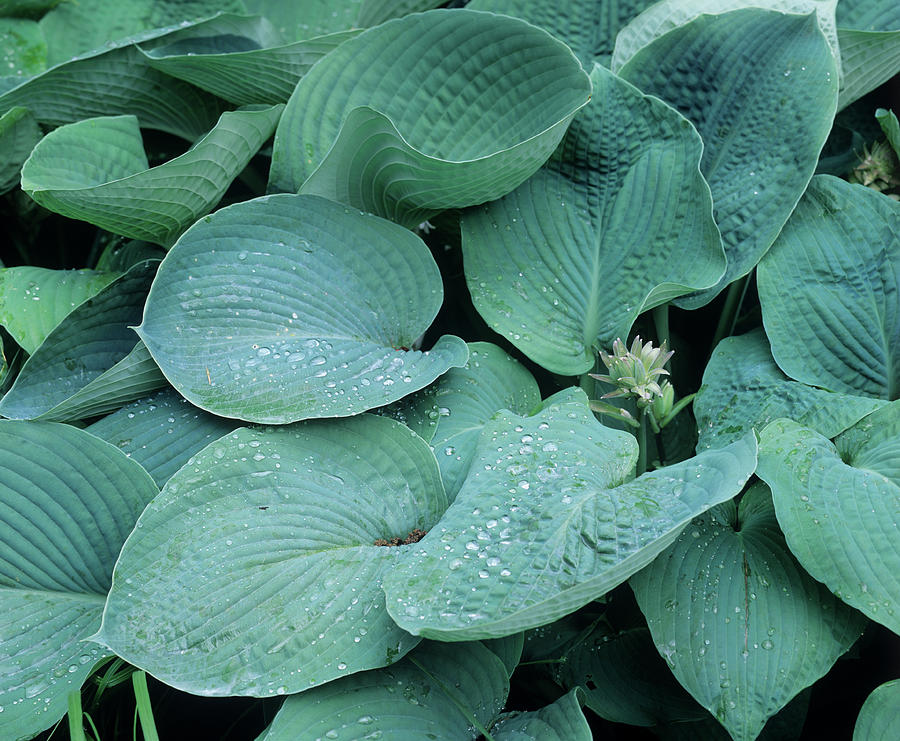 Nature Photograph - Hosta halcyon Leaves by Andrew Cowin/science Photo Library