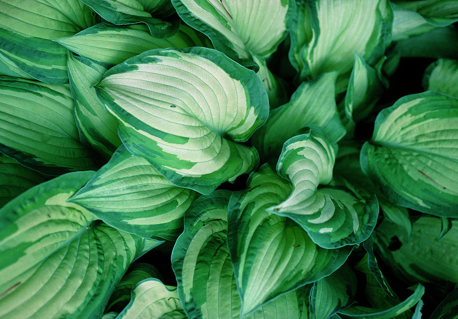 Nature Photograph - Hosta (hosta gold Standard) Leaves by Roger Standen/science Photo Library