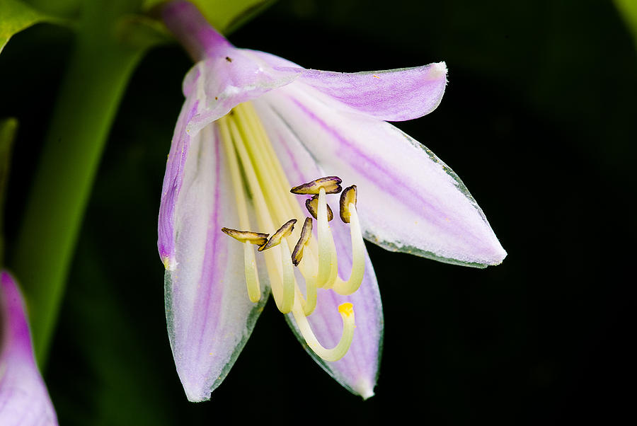 Hosta in Bloom Photograph by Paul Johnson 