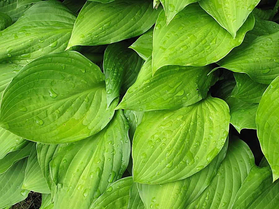 Hosta La Vista Photograph by Monnie Ryan | Fine Art America