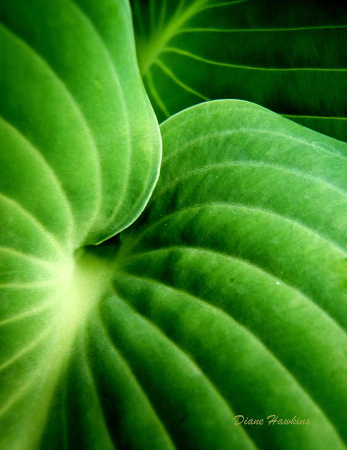 Hosta Leaf Photograph