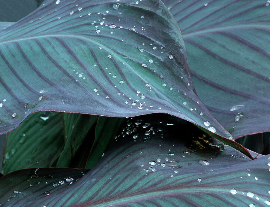 Close-up Photograph - Hosta Leaf With Dew, Close-up by Anna Miller