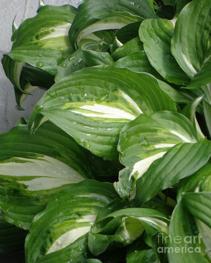 Hosta Leaves after the Rain Photograph by Christina Verdgeline