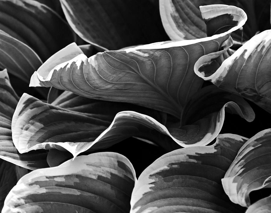 Hosta leaves Photograph by David Freuthal