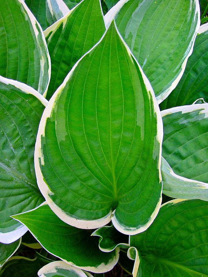 Hosta Leaves Photograph by MTBobbins Photography