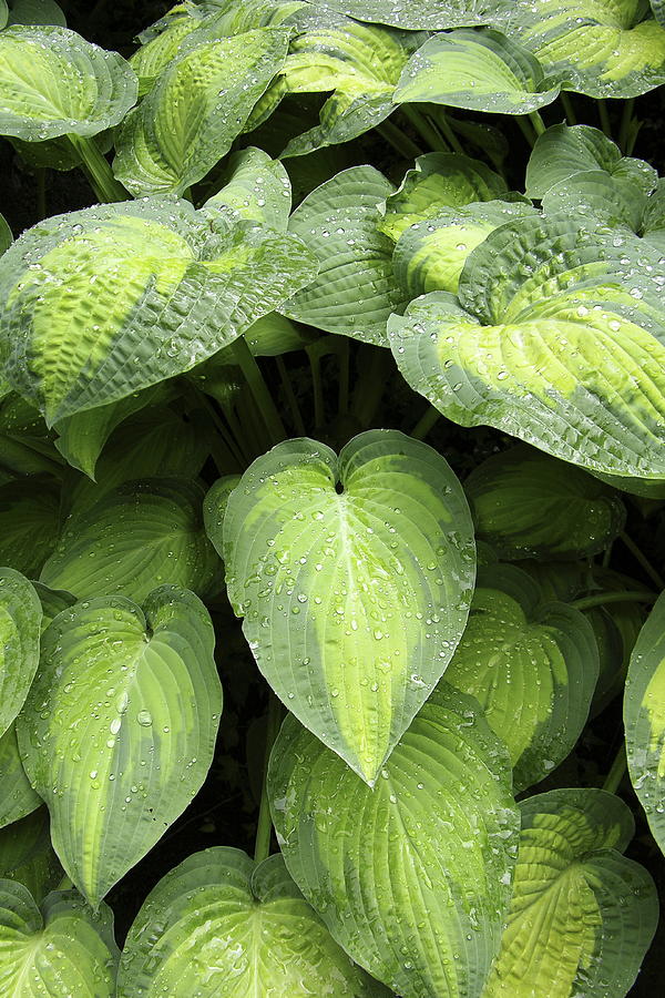 Nature Photograph - Hosta Leaves by Tony Craddock/science Photo Library