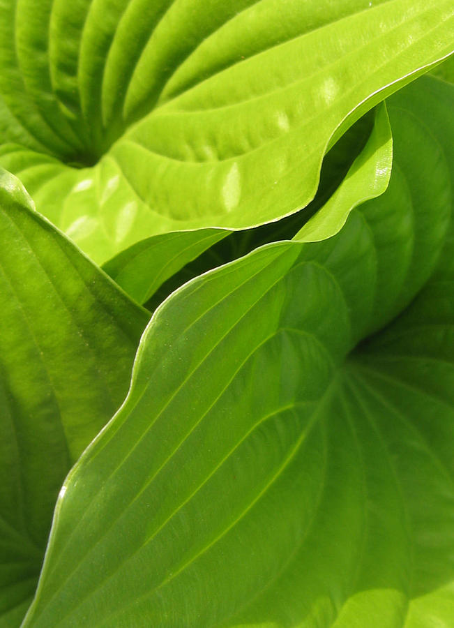 Nature Photograph - Hosta Leaves by Tracy Male