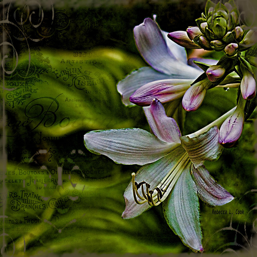 Hosta lilies with texture Photograph by Bellesouth Studio