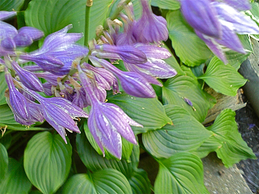 Hosta Lily Photograph by Linda Williams