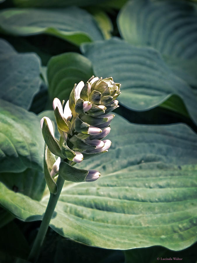 Hosta Party Photograph by Lucinda Walter
