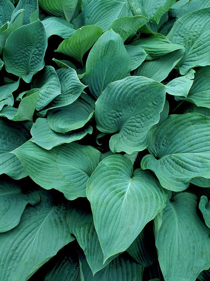 Close-up Photograph - Hosta snowden by Geoff Kidd/science Photo Library