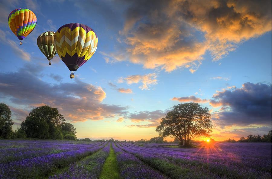 Nature Photograph - Hot air balloons flying over lavender landscape sunset by Matthew Gibson
