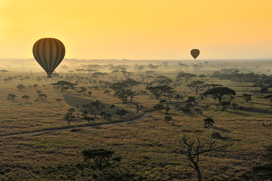 Hot Air Balloons Over the Serengeti Photograph by Diana Robinson Photography